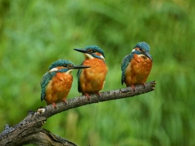 Eisvögel in der Natur